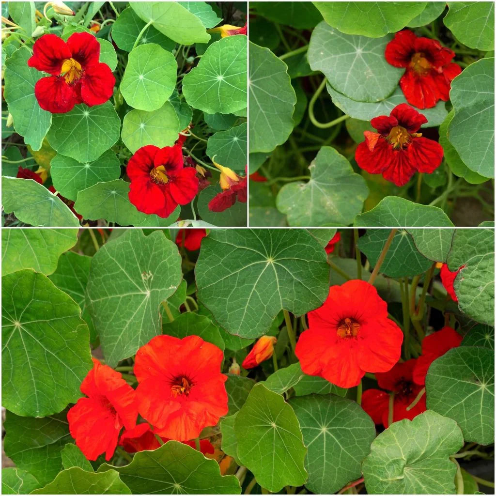 Non-gmo dark rot tropaeolum nasturtium samen for home gardening