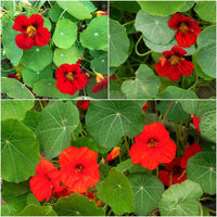 Non-gmo dark rot tropaeolum nasturtium samen for home gardening