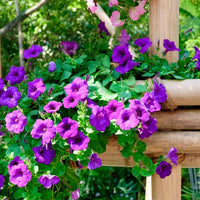 Non-gmo dark violet petunia samen for gardening