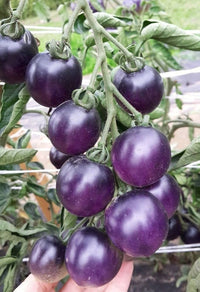Non gmo dark violette tomato samen