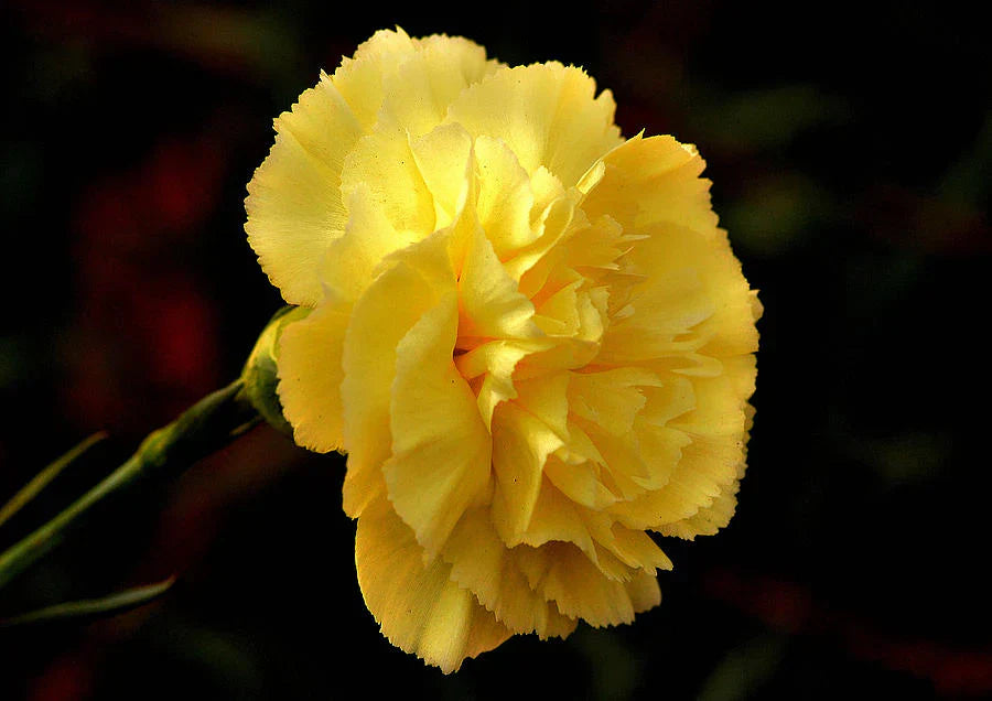 Non-gmo dark gelb carnation samen for home gardening
