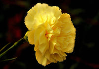 Non-gmo dark gelb carnation samen for home gardening