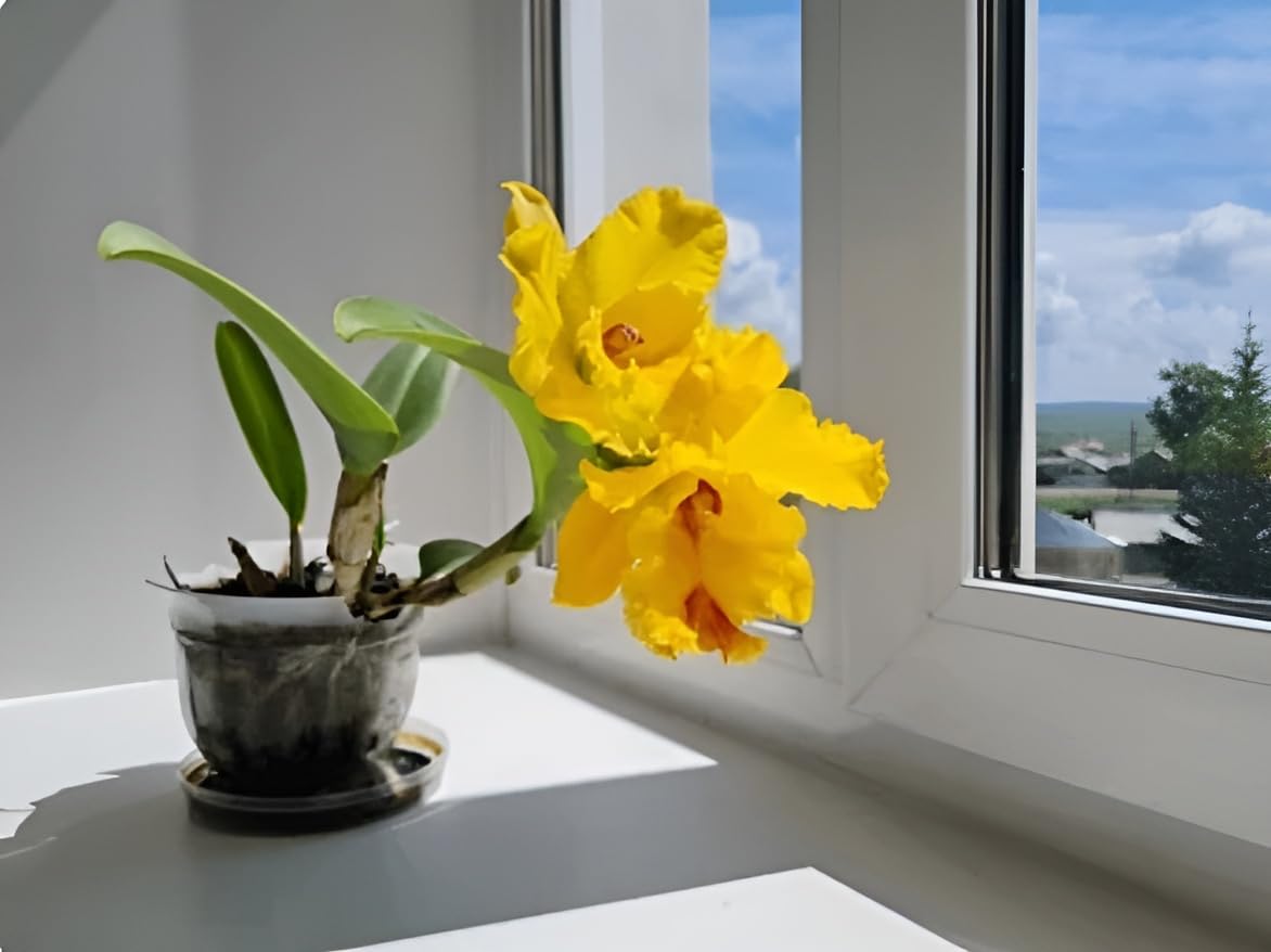 Non-gmo dark gelb orchid samen for gardening