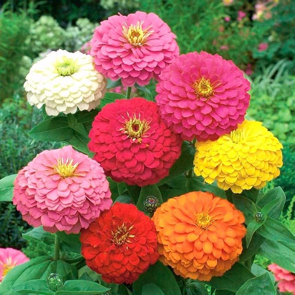 Non-gmo dark gelb zinnia blume samen