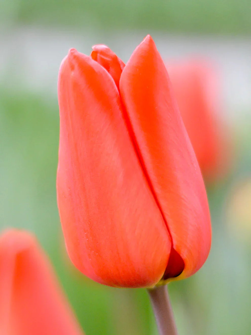 Non-gmo deep orange tulip samen for gardening