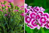 Non-gmo dianthus caryophyllus rose mix samen for gardening