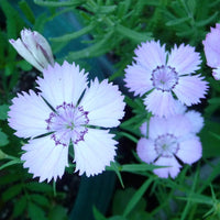 Non-gmo dianthus samen for home gardening