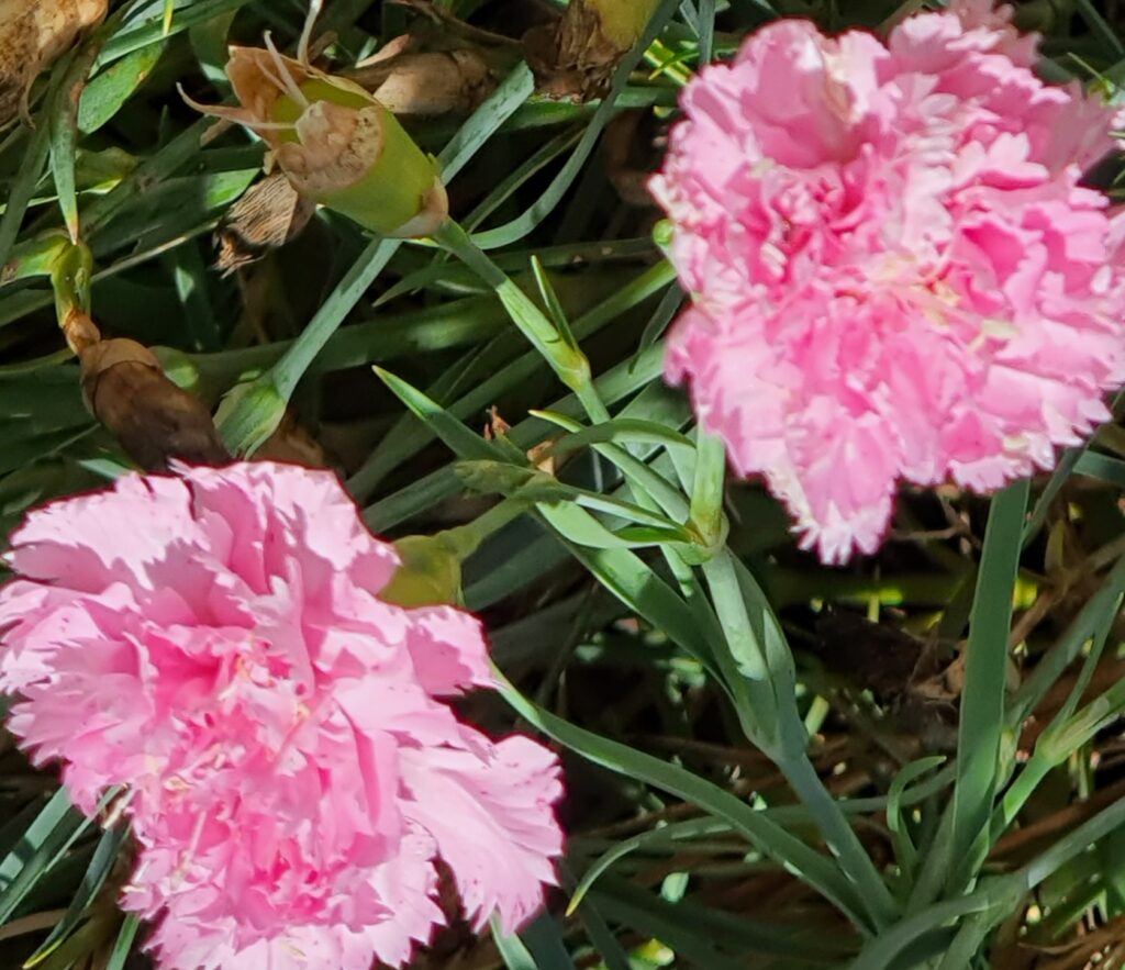 Non-gmo dianthus samen for home gardening