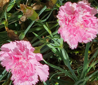Non-gmo dianthus samen for home gardening