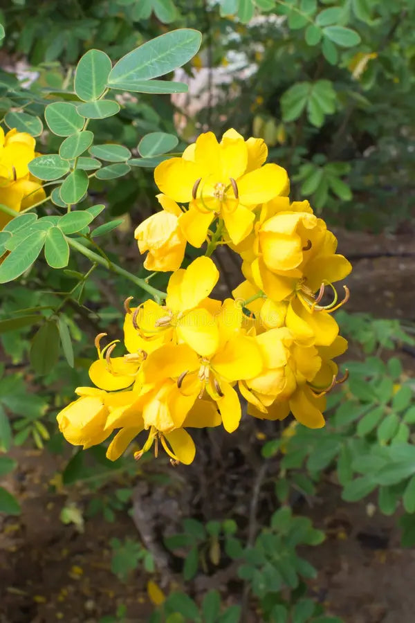 Non-gmo didymobotrya blume samen for gardening