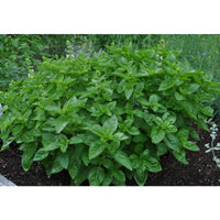 gentechnikfrei Dolce Fresca Basil Samen for ornamental Kraut gardens