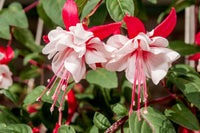 Non-gmo double petal fuchsia samen for gardening