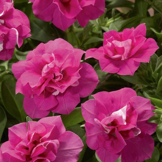 Non-gmo double petunia samen for garten anpflanzung