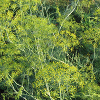 gentechnikfrei Dukat Dill Samen for Kraut and pollinator gardens