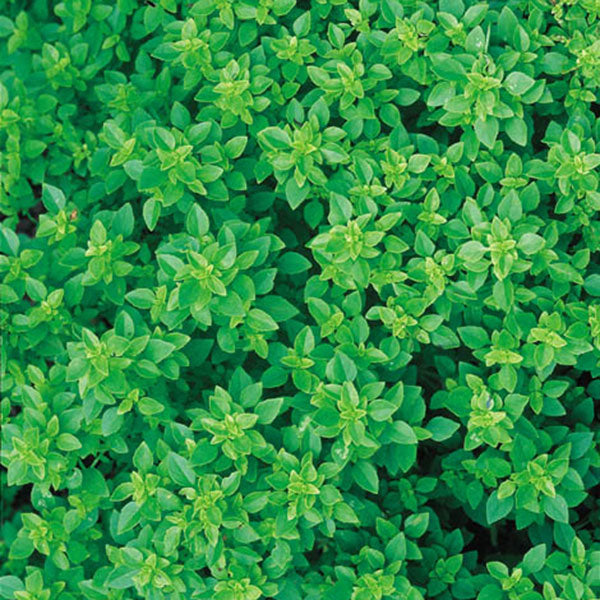 gentechnikfrei Dwarf Greek Basil Samen for ornamental gardens
