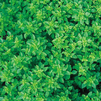 gentechnikfrei Dwarf Greek Basil Samen for ornamental gardens