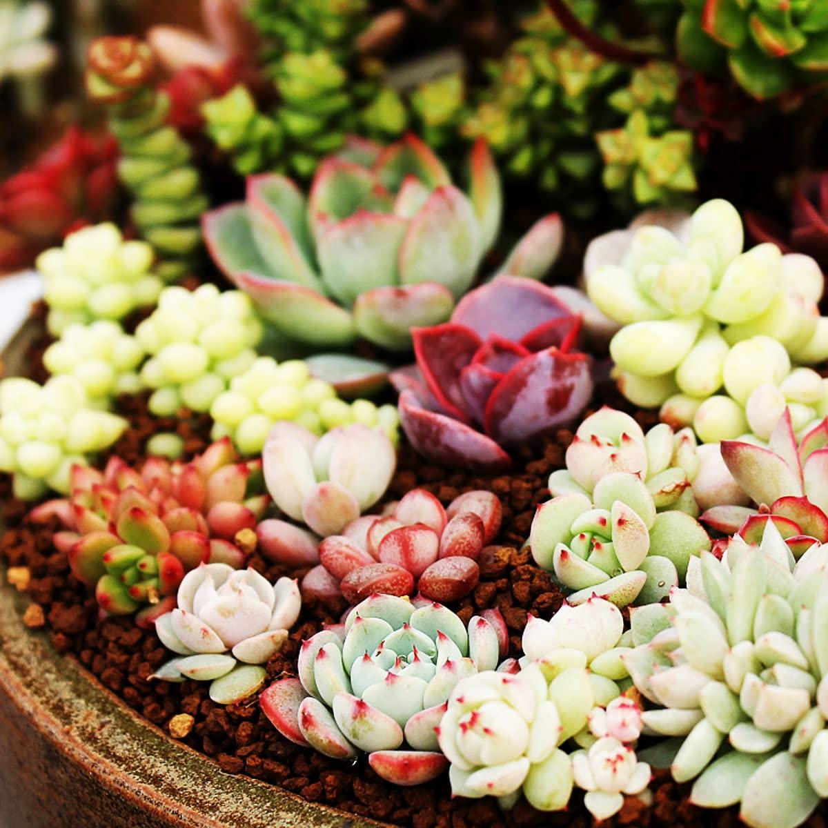 Non-gmo echeveria purpusorum samen for home and garten