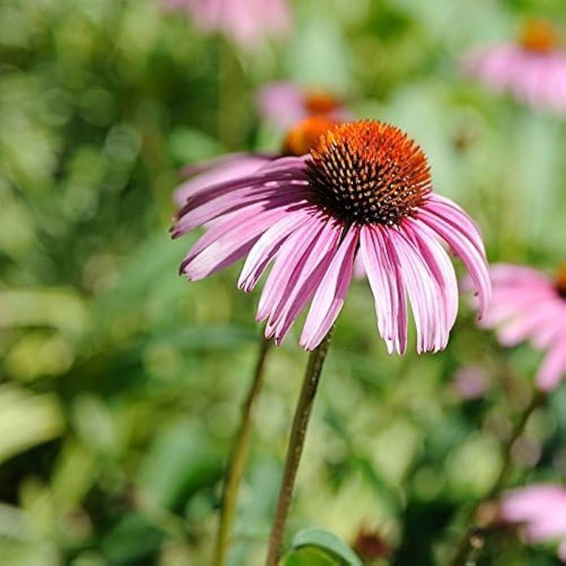Non-gmo echinacea weiß and lila blume samen