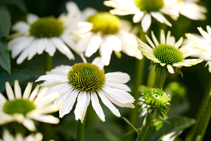 Non-gmo echinacea weiß blume samen