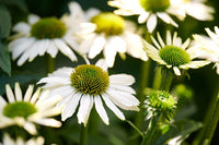 Non-gmo echinacea weiß blume samen