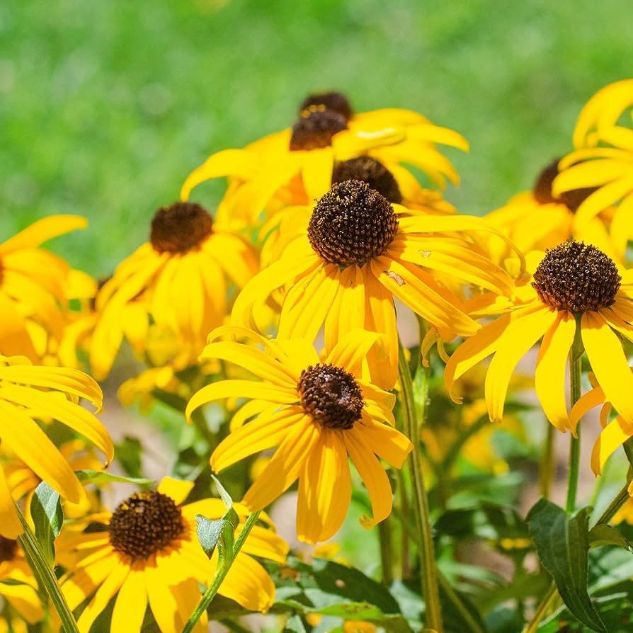 Non-gmo echinacea gelb blume samen