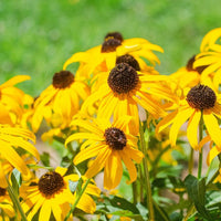 Non-gmo echinacea gelb blume samen
