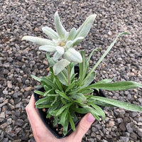 Non-gmo edelweiss blume samen