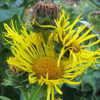 gentechnikfrei Elecampane Blume Samen for wildlife gardens