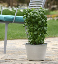 gentechnikfrei Everleaf Emerald Towers Basil Samen for ornamental gardens
