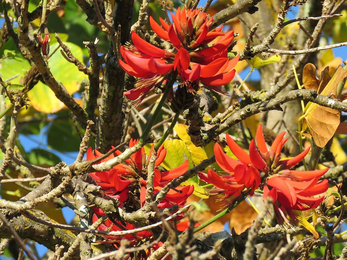 Non-gmo erythrina berteroana samen
