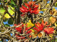 Non-gmo erythrina berteroana samen