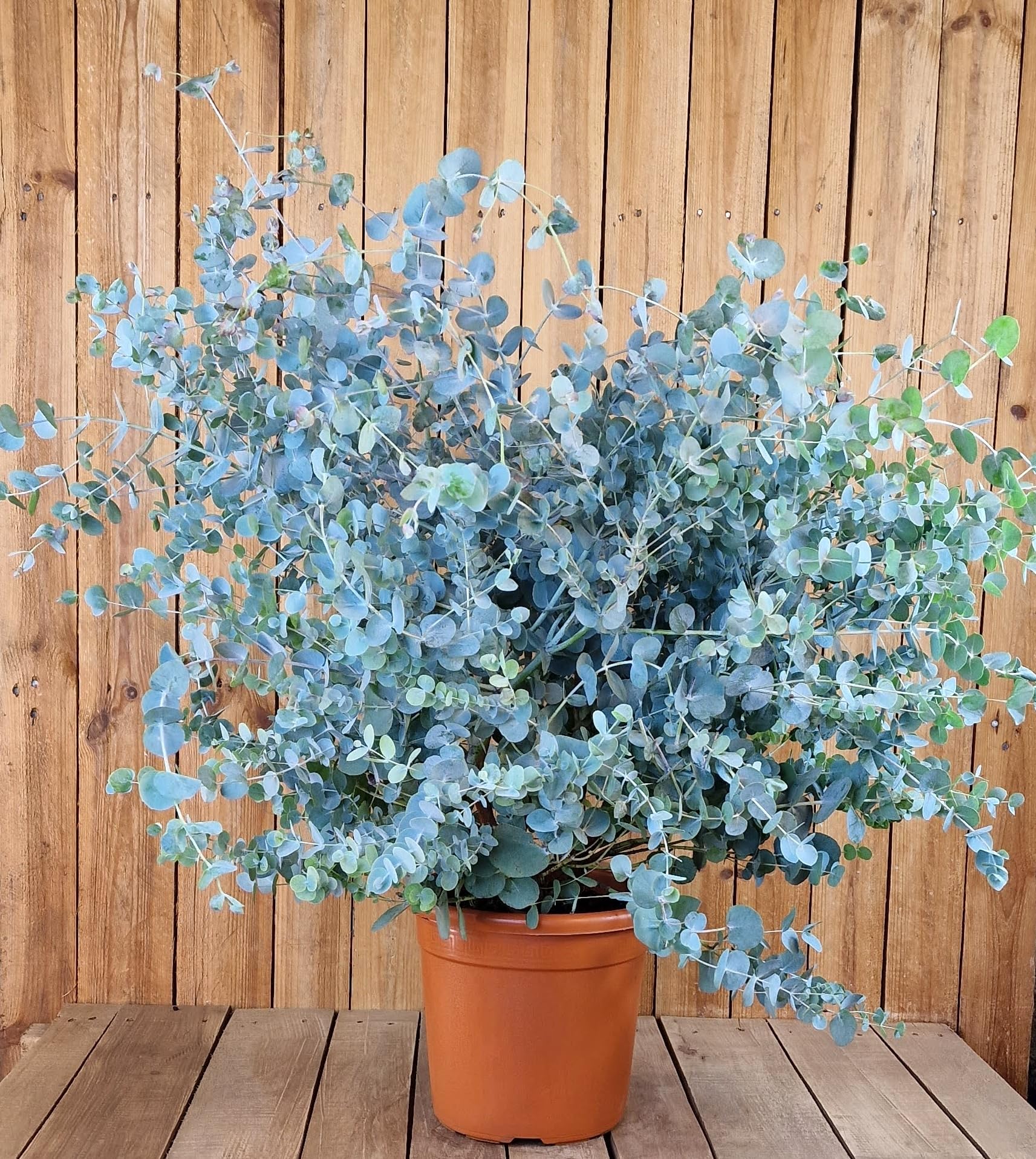 gentechnikfrei Silver Drop Eucalyptus Samen Pack Eucalyptus Gunnii