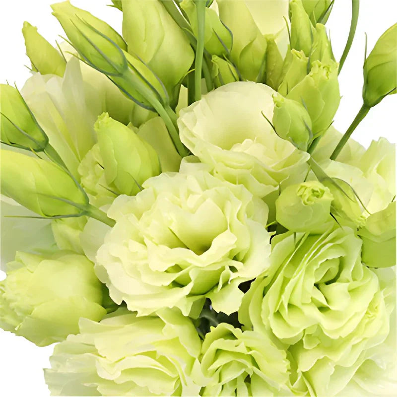 Premium non-gmo eustoma blume samen