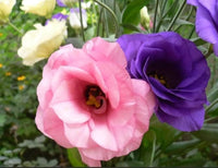 Non-gmo eustoma volite samen