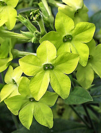 Non-gmo evening-scented samen for garten anpflanzung