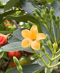 Non-gmo fagraea fragrant blume samen