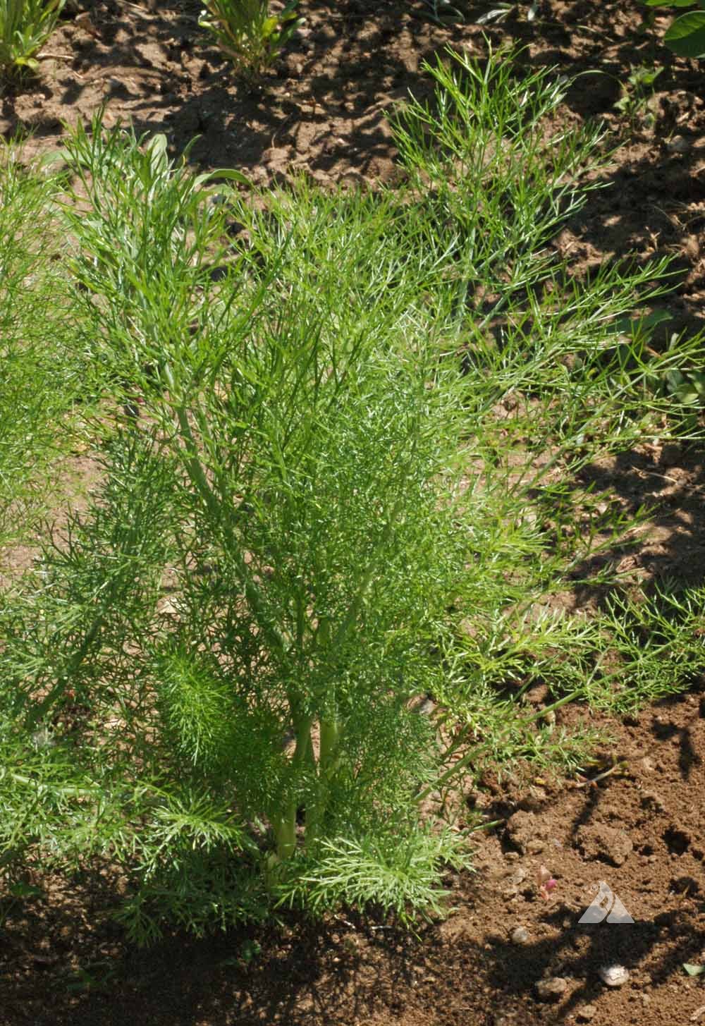 gentechnikfrei Fennel Samen for wildlife and pollinator gardens