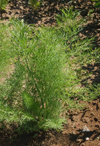 gentechnikfrei Fennel Samen for wildlife and pollinator gardens