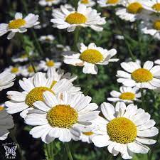 gentechnikfrei Feverfew Blume Samen for ornamental Kraut gardens