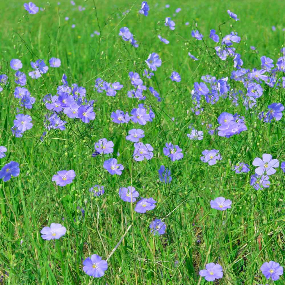 gentechnikfrei Flax wildflower Samen for pollinator gardens