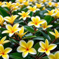Non-gmo frangipani gelb samen for home gardening