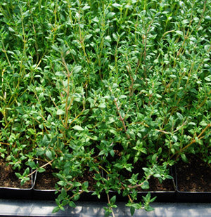 gentechnikfrei French Thyme Samen for dry landscape gardens