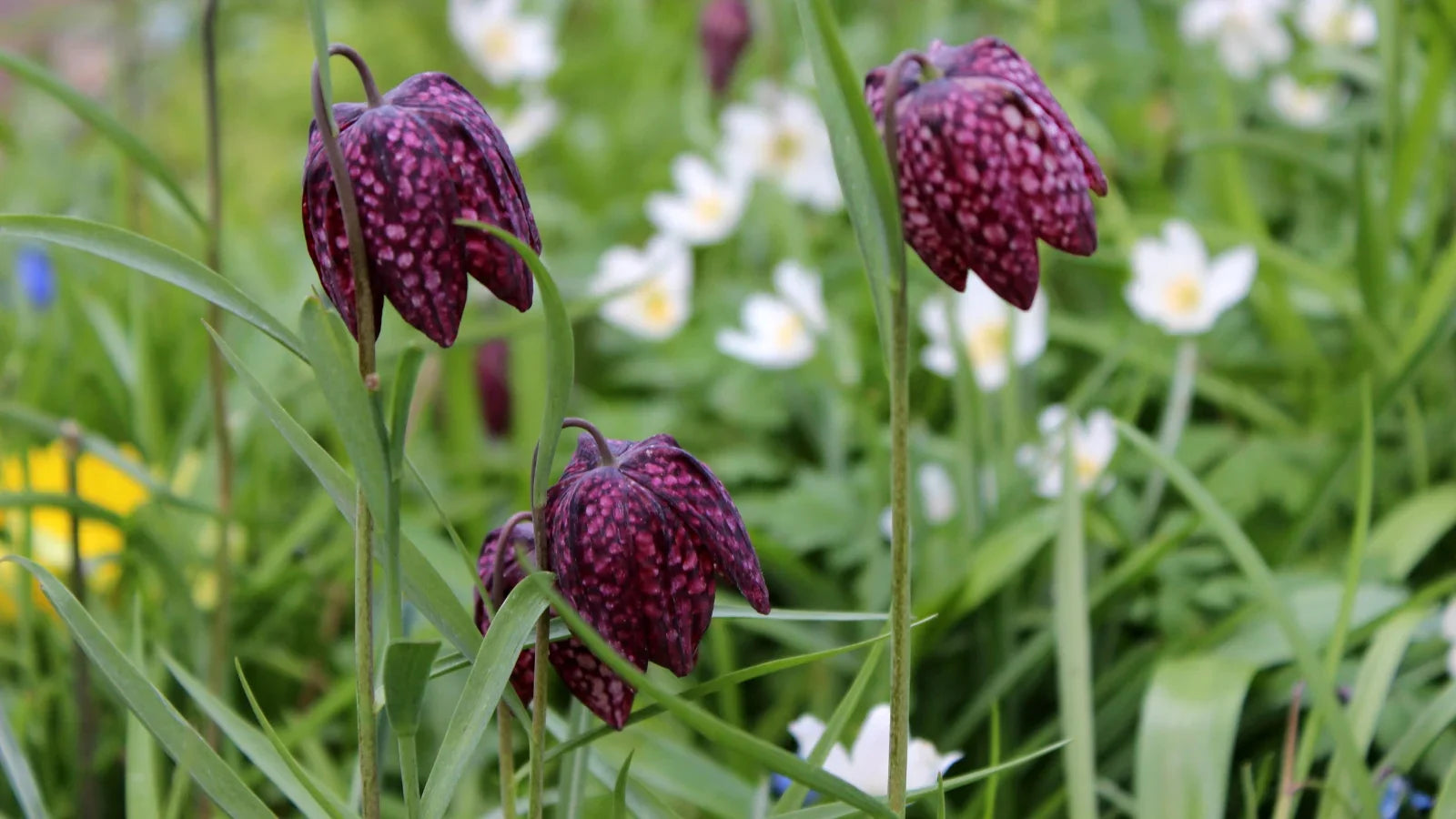 Non gmo fritillaria samen