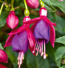 Non-gmo rot blau fuchsia samen for home gardening