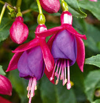 Non-gmo rot blau fuchsia samen for home gardening