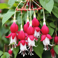 Non-gmo fuchsia samen for home gardening