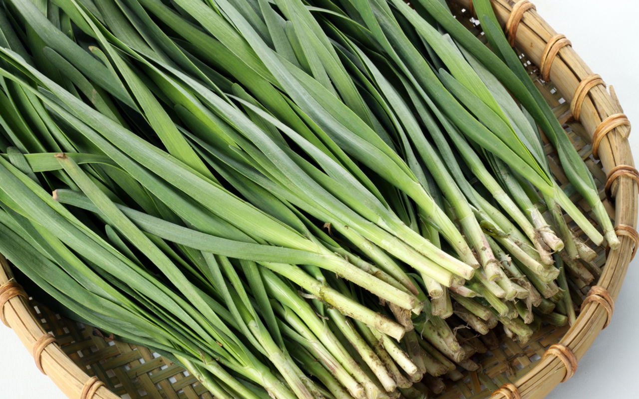 Non GMO Garlic Chive vegetable Samen