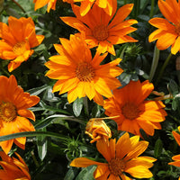 Non-gmo bright orange gazania samen for home gardening