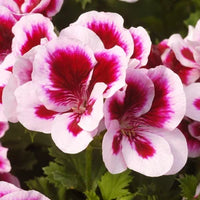 Non-gmo geranium blume samen for gardening