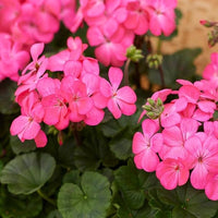 Non-gmo geranium samen for home gardening